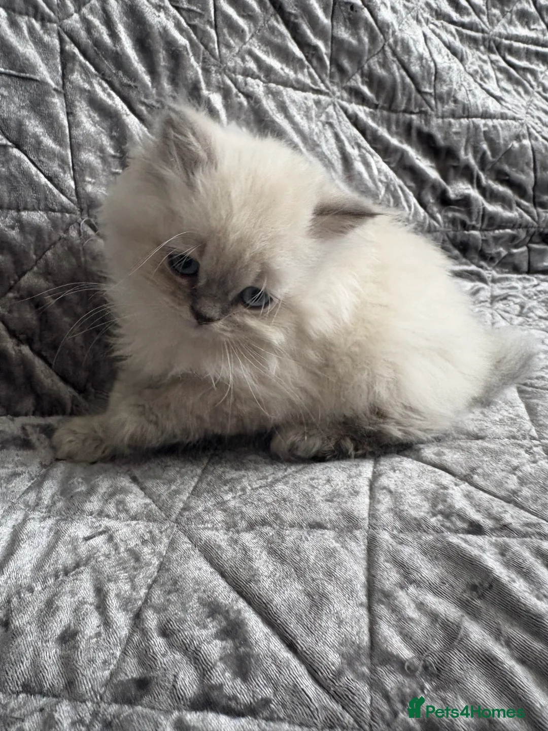 British Shorthair cats for sale: Beautiful rainbow 🌈 litter of bsh kittens  - Advert 1