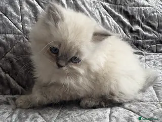 British Shorthair cats Beautiful rainbow 🌈 litter of bsh kittens - Advert 1