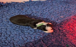 Border Collie dogs for sale: Traditional border collie puppies - Image 11