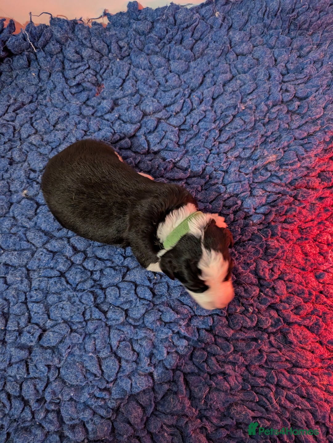 Border Collie dogs for sale: Traditional border collie puppies - Image 11