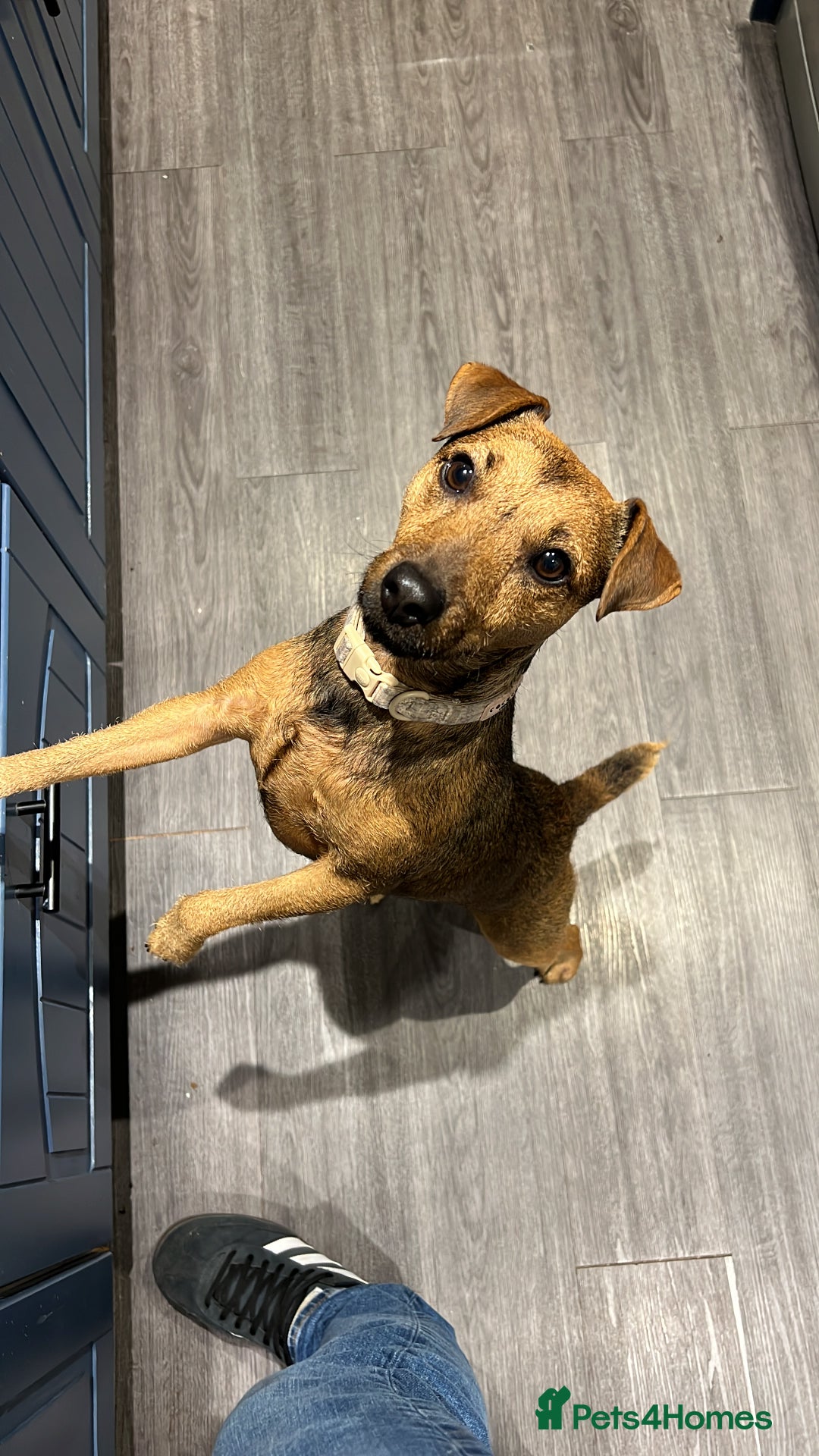 Patterdale Terrier dogs for sale: Patterdale girl  - Advert 7
