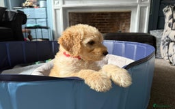 Goldendoodle dogs for sale: F1B Goldendoodle Puppies from a Therapy Dog - Image 6
