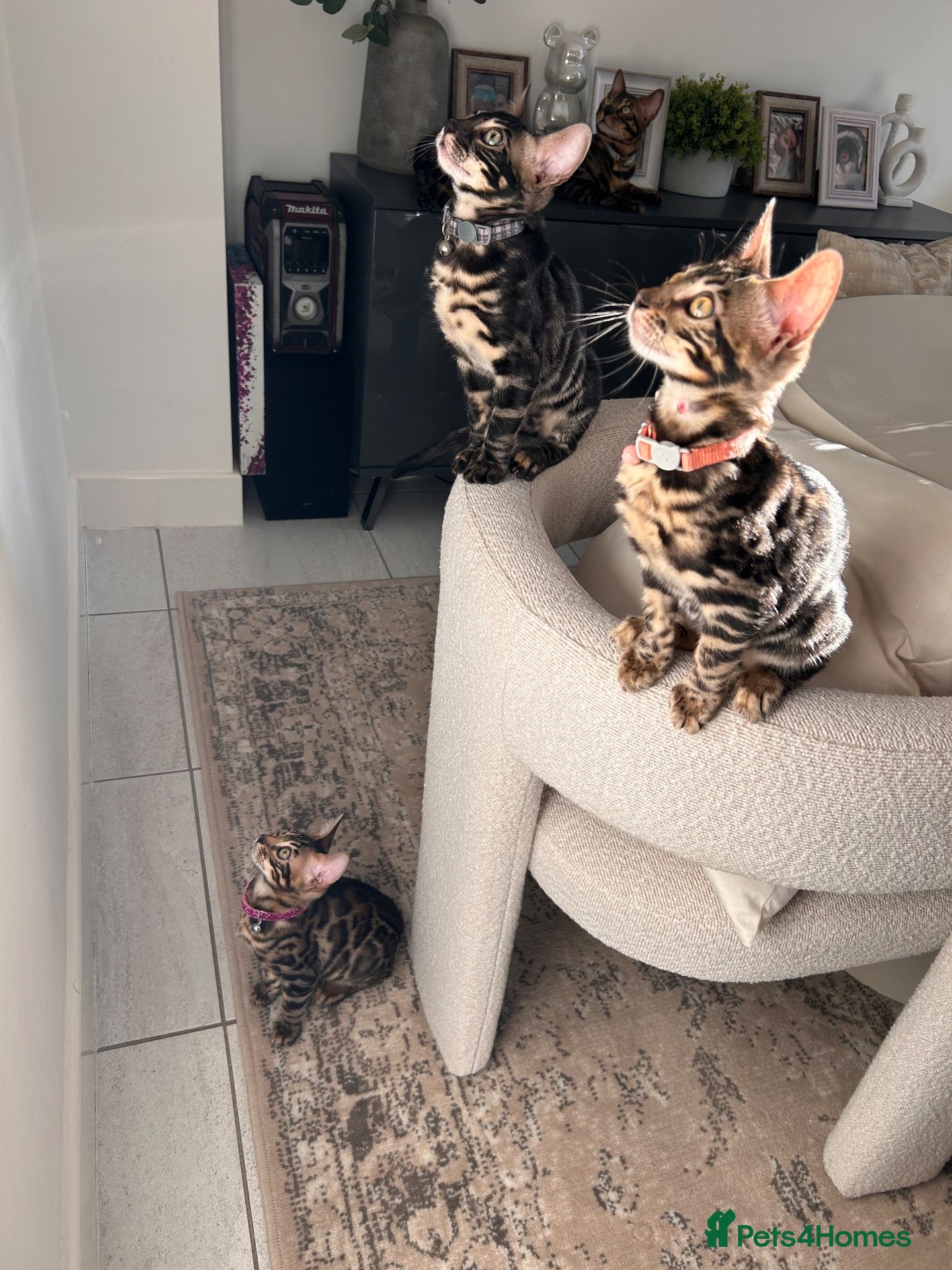 Bengal cats Beautiful Bengal Kittens, Ready now  - Advert 2