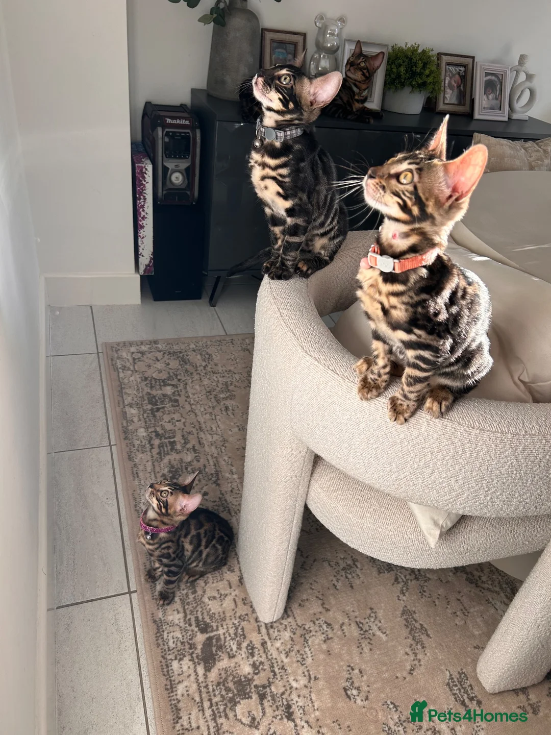 Bengal cats for sale: Beautiful Bengal Kittens, Ready now  - Advert 1