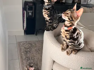 Bengal cats Beautiful Bengal Kittens, Ready now - Advert 2