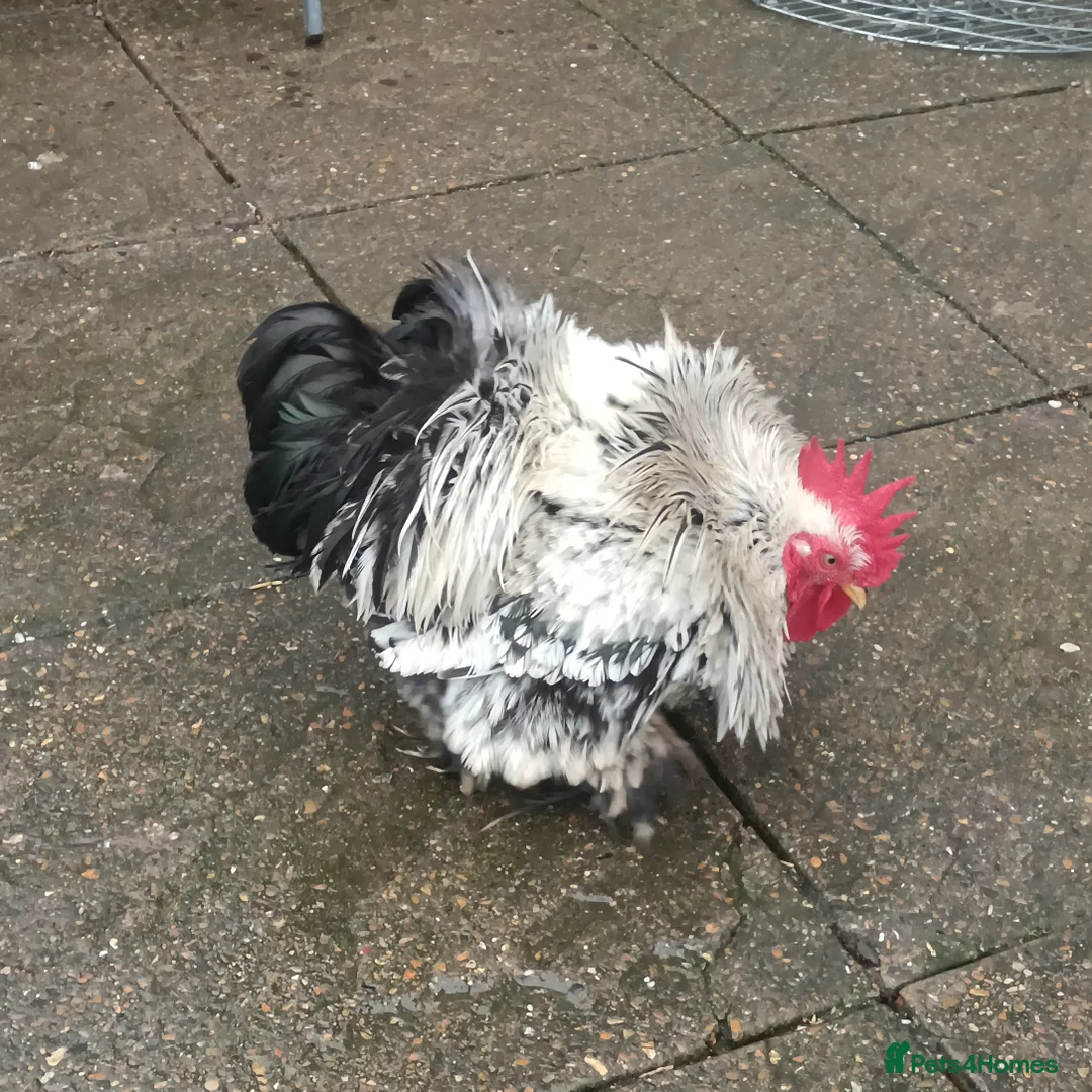 Hens poultry for sale: Hens for free - Advert 8