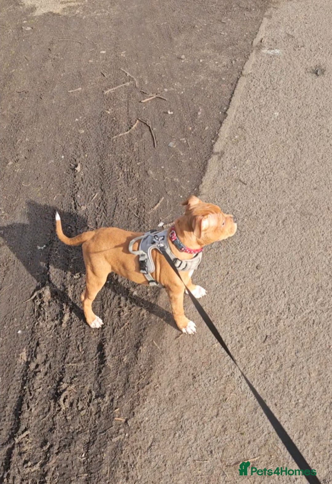 Staffordshire Bull Terrier dogs for sale: 🥨Amazing opportunity awaits.🥨 - Advert 12