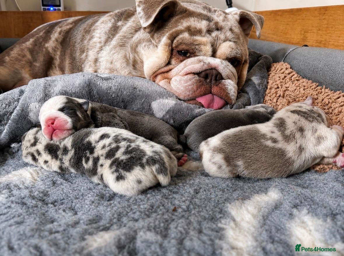 English Bulldog dogs Stunning English Bulldog Puppies - Advert 9