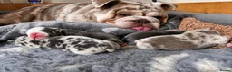 English Bulldog dogs for sale: Stunning English Bulldog Puppies in Stockport - Advert 1