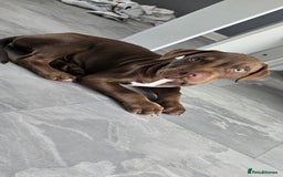 Mixed Breed dogs for sale: Dobermam x Bully Male Pup - Image 3
