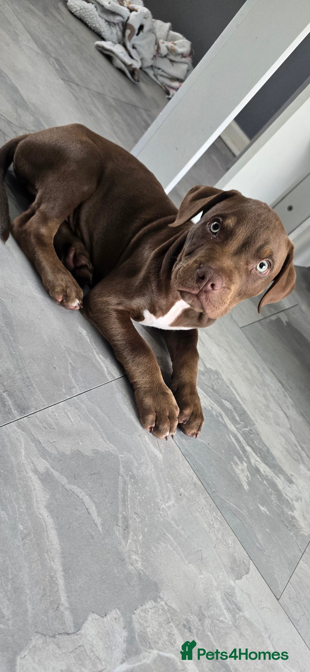 Mixed Breed dogs for sale: Dobermam x Bully Male Pup - Image 3
