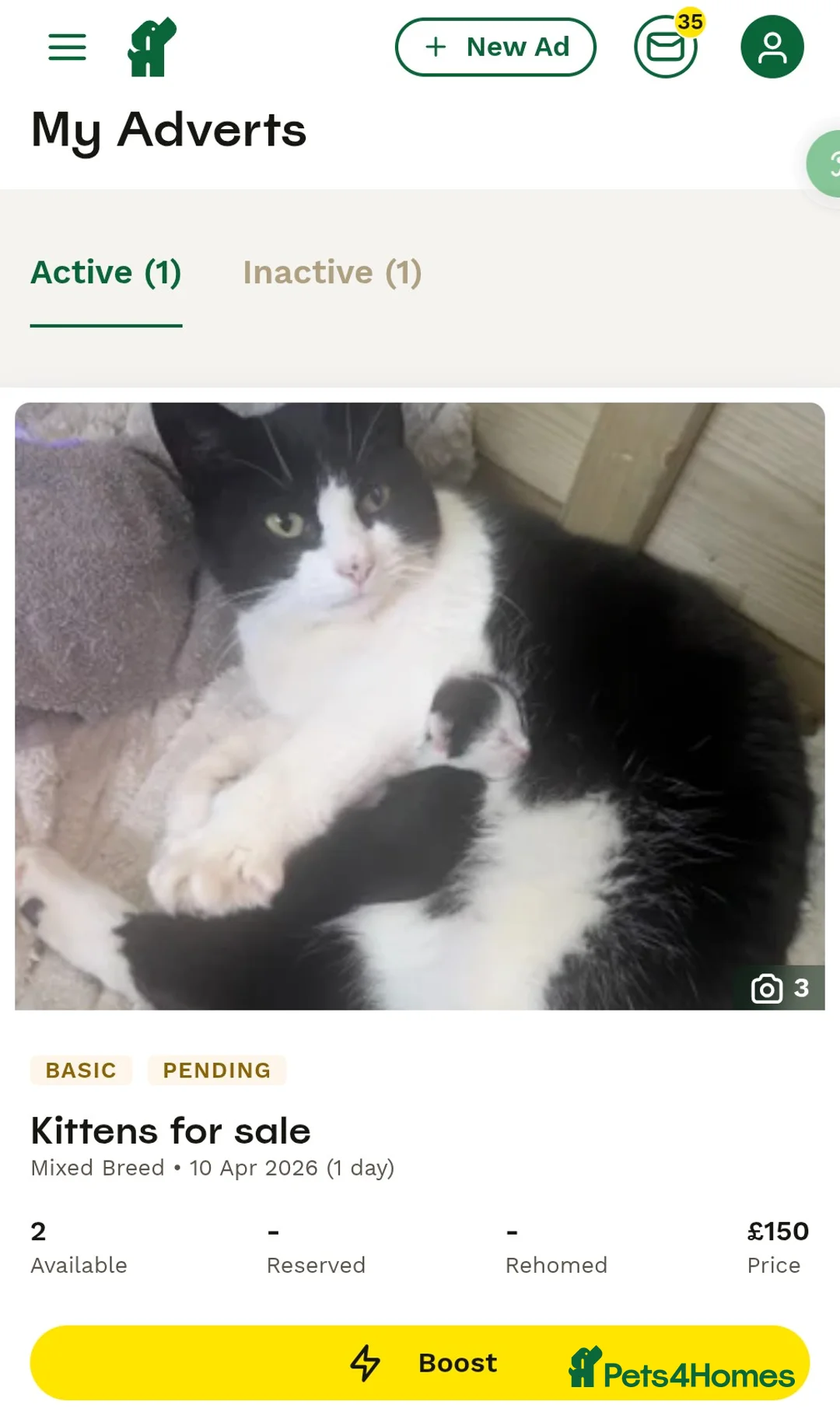 Mixed Breed cats for sale: Two loving kittens for sale  - Advert 1