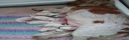 Cocker Spaniel dogs for sale: KC reg, orange roan, show type cocker spaniels - Advert 3