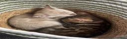 Bengal cats for sale: Beautiful Brown, Snow and Silver TICA Bengals - Advert 5