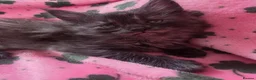 Maine Coon cats for sale: Maine coon kittens - Advert 21