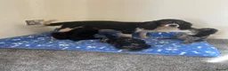 Cavapoo dogs for sale: Health tested Cavapoo puppies  - Advert 8