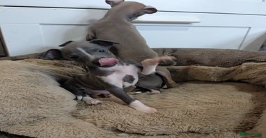 Italian Greyhound dogs - Advert 4