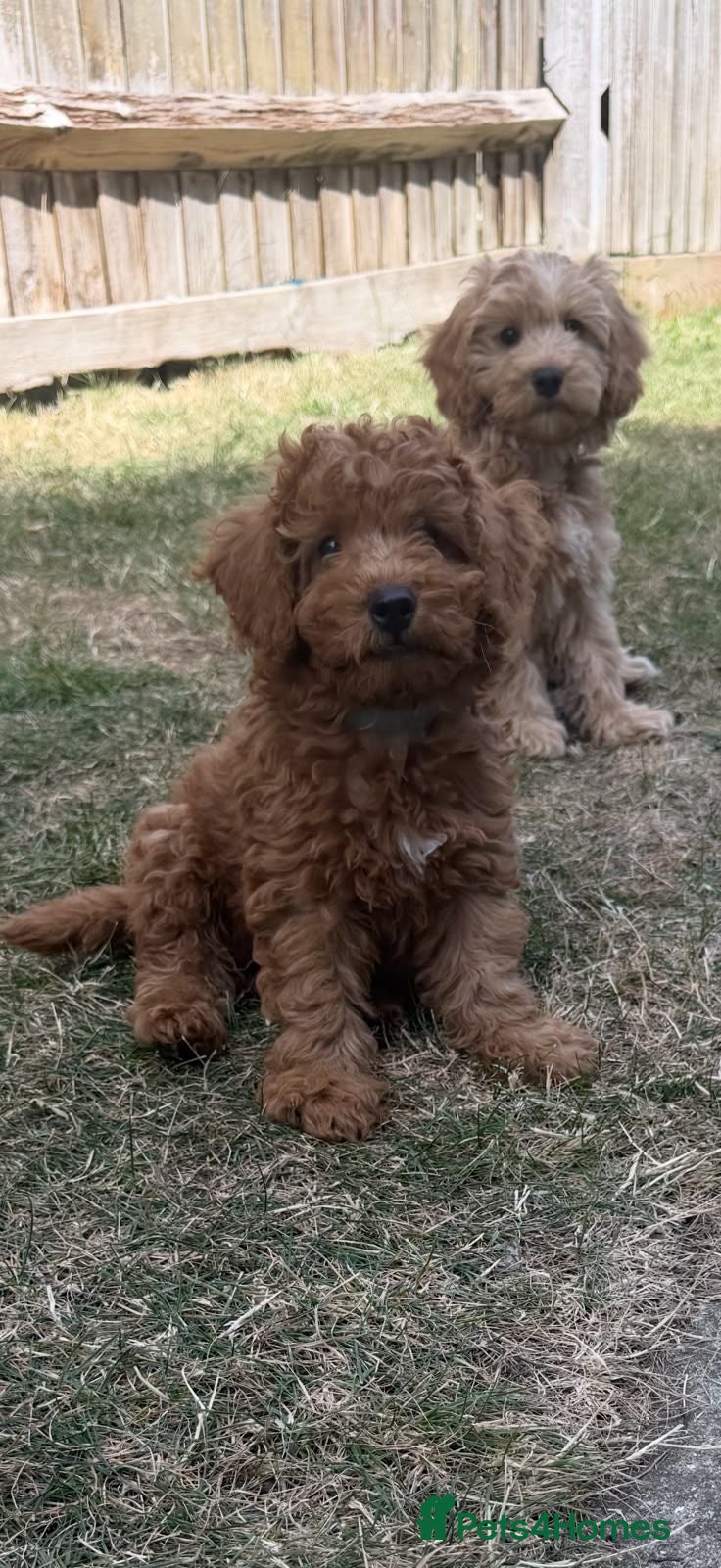 Cockapoo dogs Price reduced! ready to go - F1b Cockapoo Puppies - Advert 2