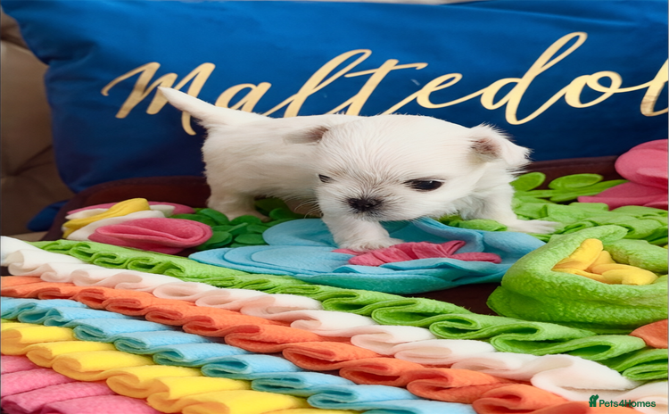 Maltese dogs - Advert 3