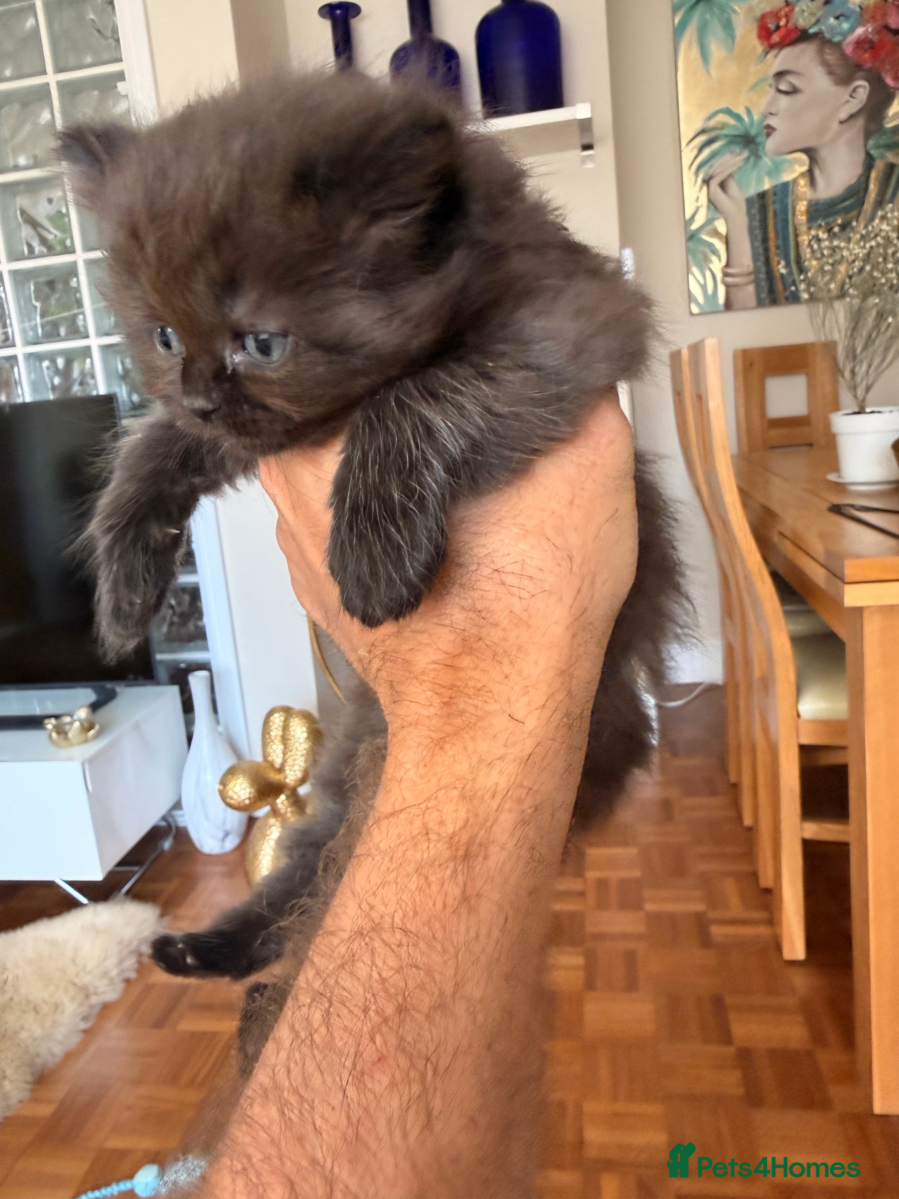 Scottish Fold cats for sale: Beautiful Rainbow litter available to reserve - Advert 24