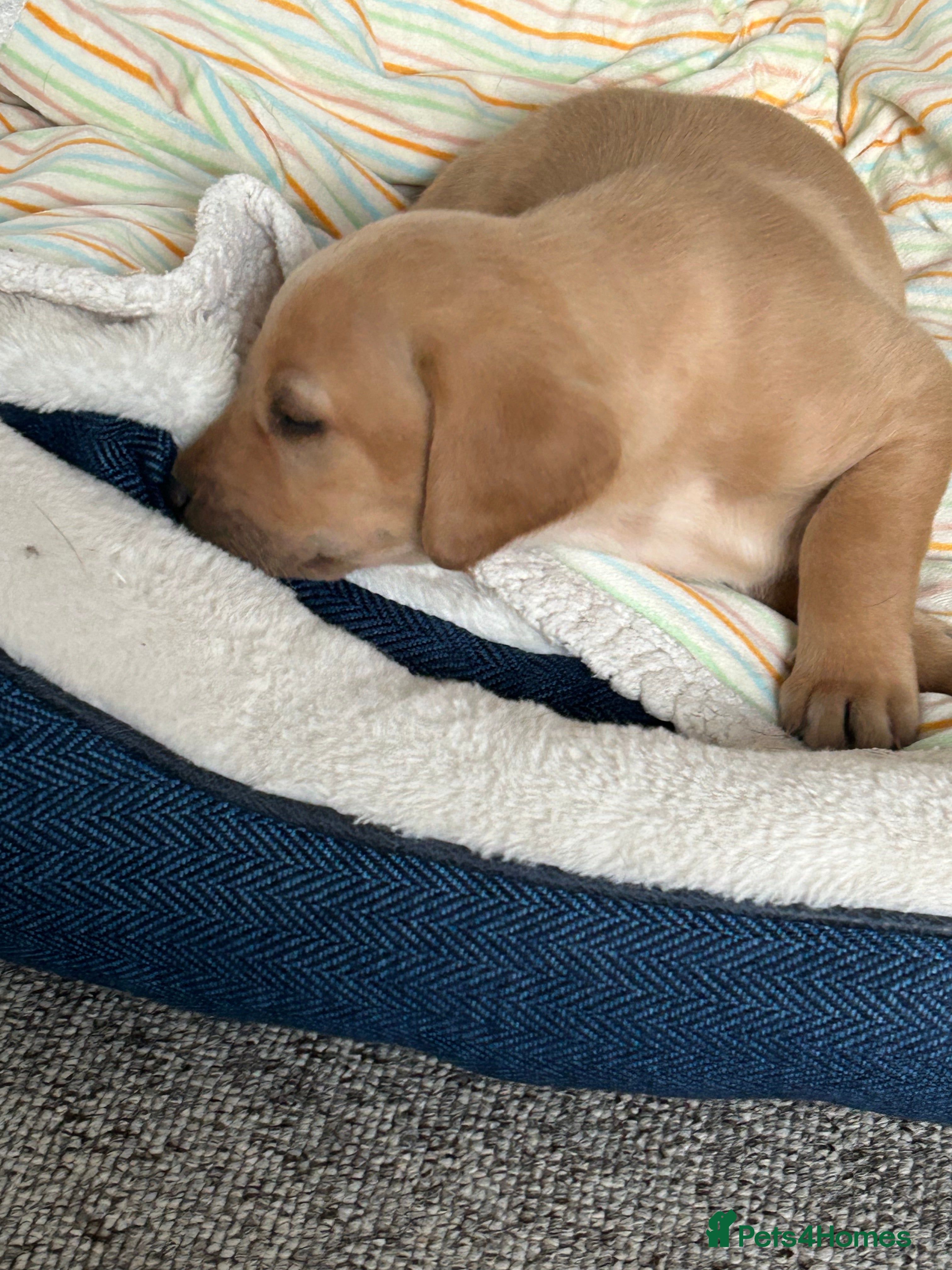Labrador Retriever dogs Stunning KC Registered Labrador Retrievers Puppie - Advert 2