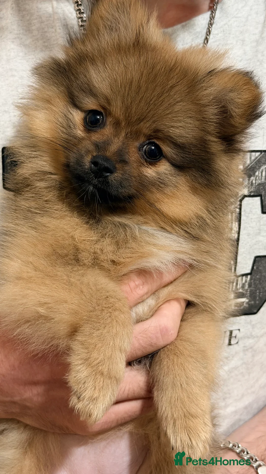 Pomeranian dogs for sale: Beautiful Pomeranian puppies - Advert 2
