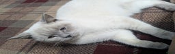 British Shorthair cats for sale: Male British shorthair white 10 months - Advert 6