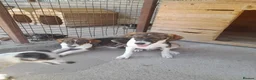 Mixed Breed dogs for adoption: Nemo, 9 months approx. Available for adoption. in Brixham - Advert 3