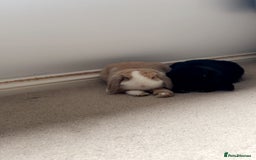 Mini Lion Lop rabbits for sale: 2 Mini Lops  - Image 4