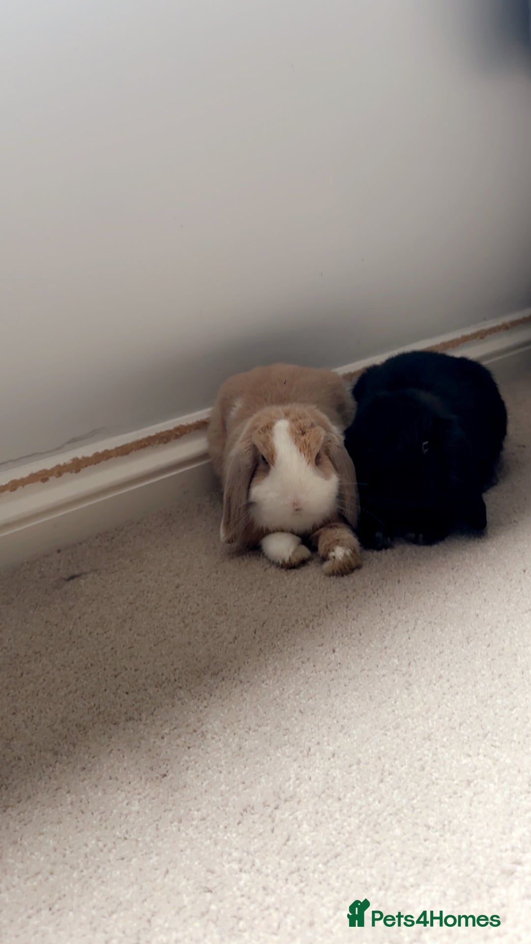 Mini Lion Lop rabbits for sale: 2 Mini Lops  - Image 4