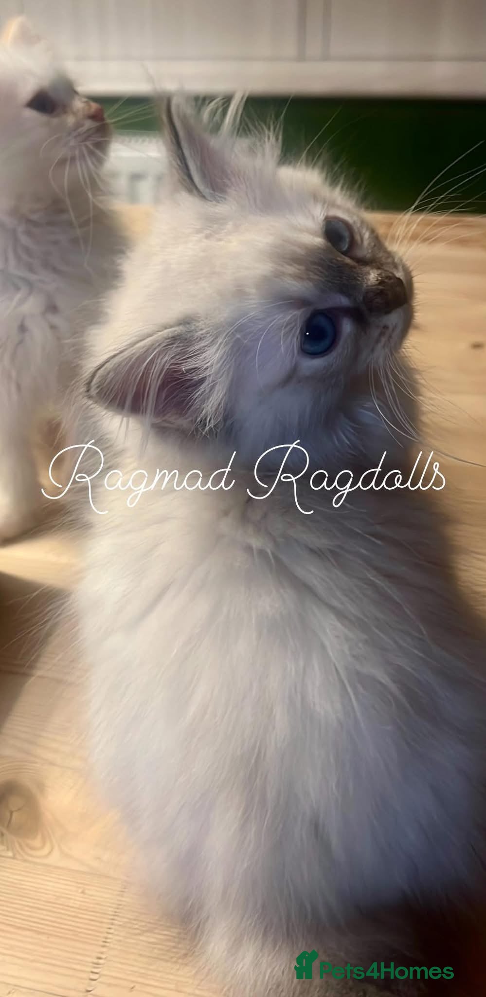 Ragdoll cats GCCF Ragdoll Kittens. Champion lines  - Advert 14