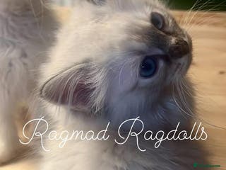 Ragdoll cats GCCF Ragdoll Kittens. Champion lines - Advert 7