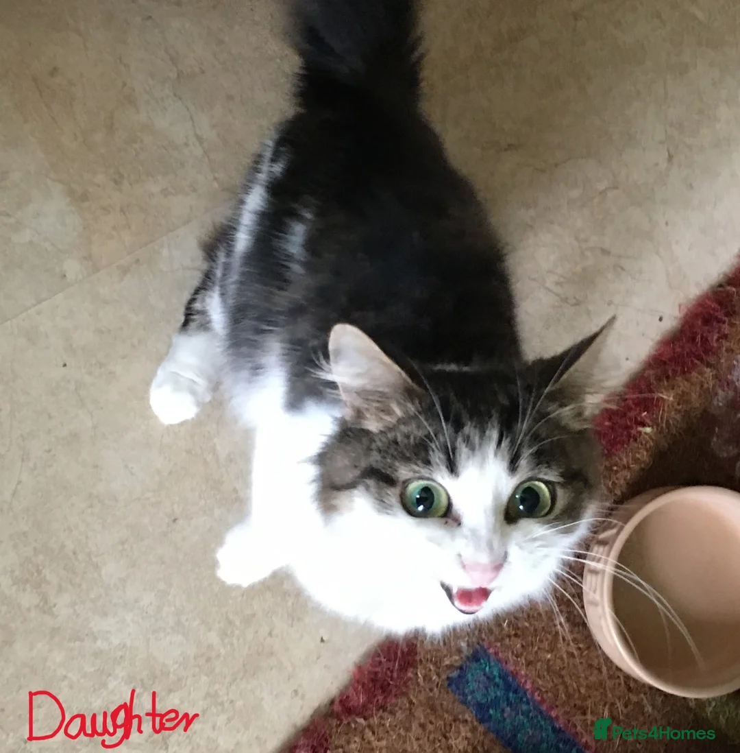 Mixed Breed cats for sale: Mother & Daughter Duo Seeking a New Forever Home - Advert 1