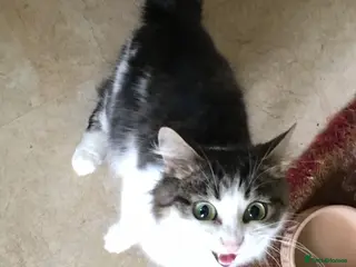 Mixed Breed cats Mother & Daughter Duo Seeking a New Forever Home - Advert 3