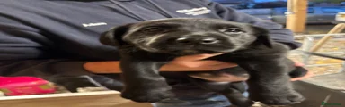 Borador 5