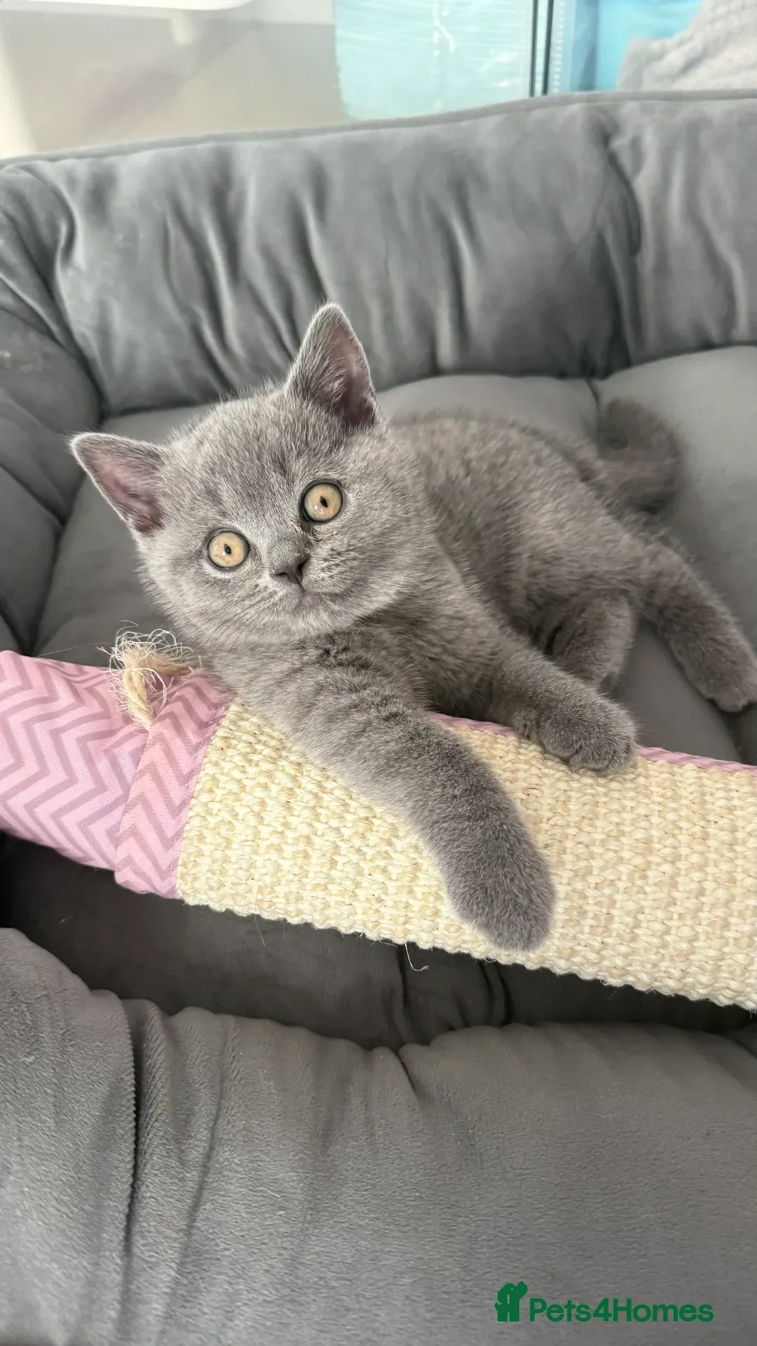British Shorthair cats Gorgeous GCCF Reg British Blue Shorthair Kittens - Advert 1