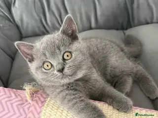 British Shorthair cats Gorgeous GCCF Reg British Blue Shorthair Kittens - Advert 1