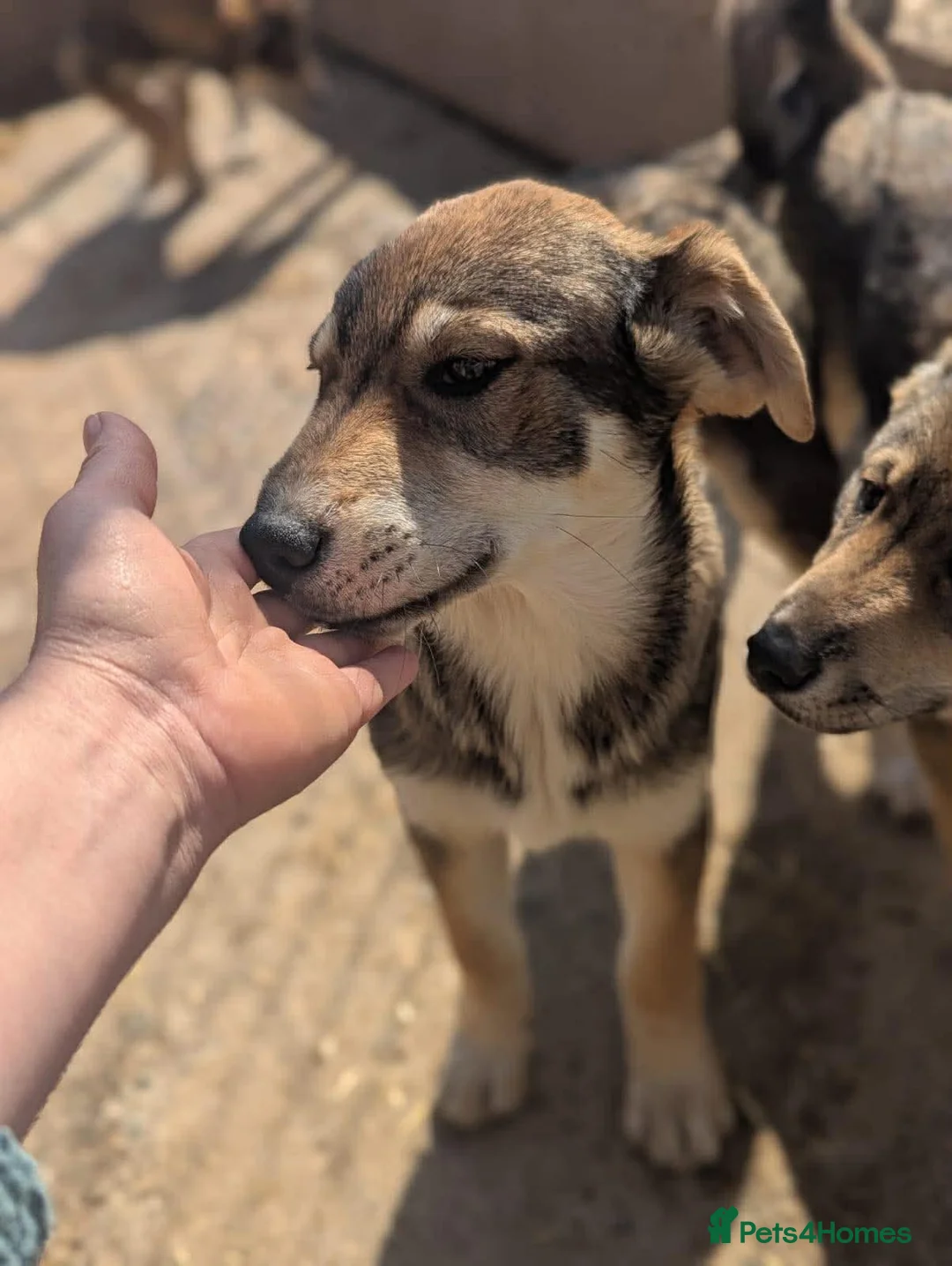 Mixed Breed dogs for adoption: Zima  in March - Advert 6