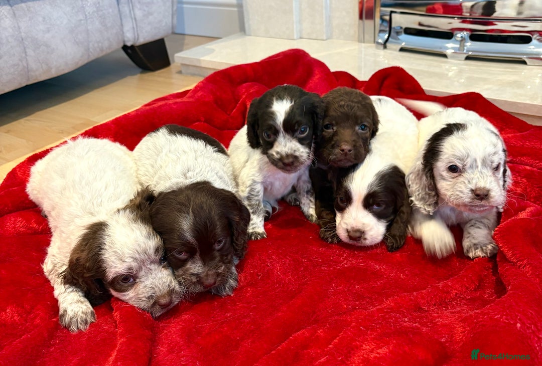 Cocker Spaniel dogs for sale: Cocker spaniel  - Advert 2