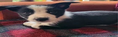 Border Collie Puppy 3