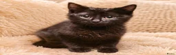 British Shorthair cats for sale: British short hair kitten one boy left - Advert 5