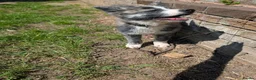 Japanese Akita Inu dogs for sale: Beautiful RKC akita puppies full pedigree  - Advert 20