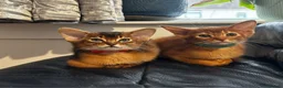 Abyssinian cats for sale: Abyssinian kittens  - Advert 6