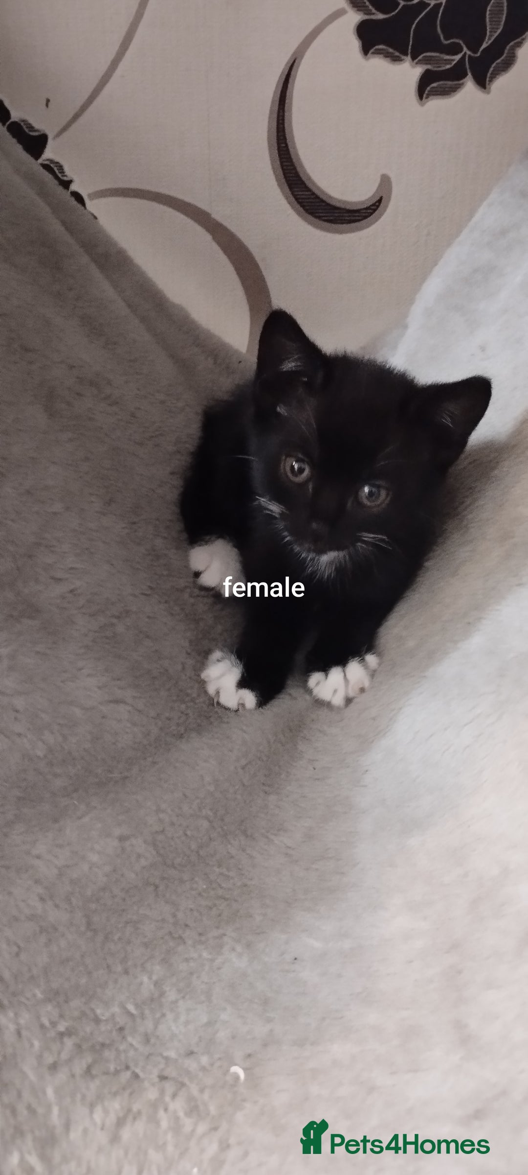 British Shorthair cats for sale: Lovely kittens search new homes - Advert 10