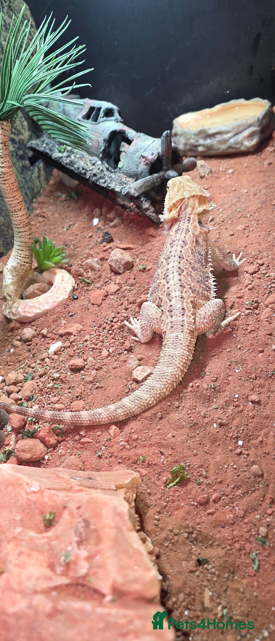 Bearded Dragon reptiles Rehoming of my 1yr old bearded dragon - Advert 2