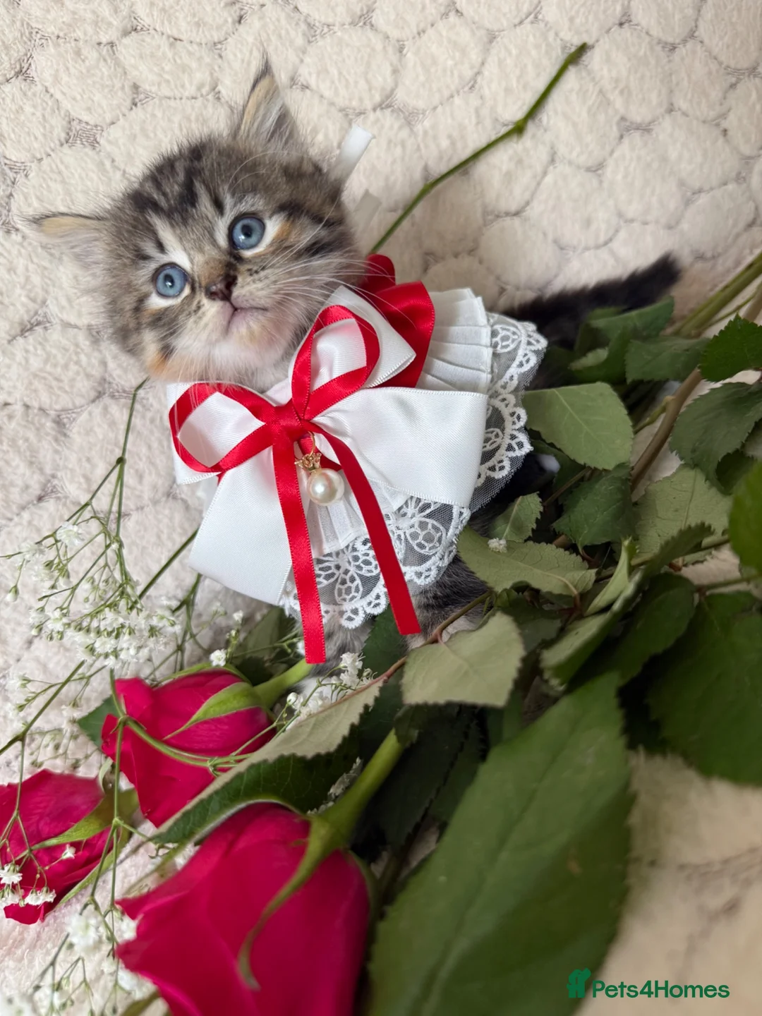 Mixed Breed cats for sale: 6 Adorable Kittens Ready for Their Forever Homes  - Advert 1
