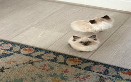 Ragdoll cats for sale: ✨2 girls stunning ragdolls left 💖 - Image 4