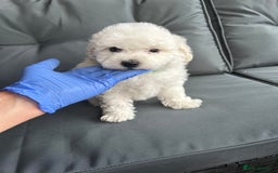 Bichon Frise dogs for sale: Bichon Frise Puppies  - Image 33
