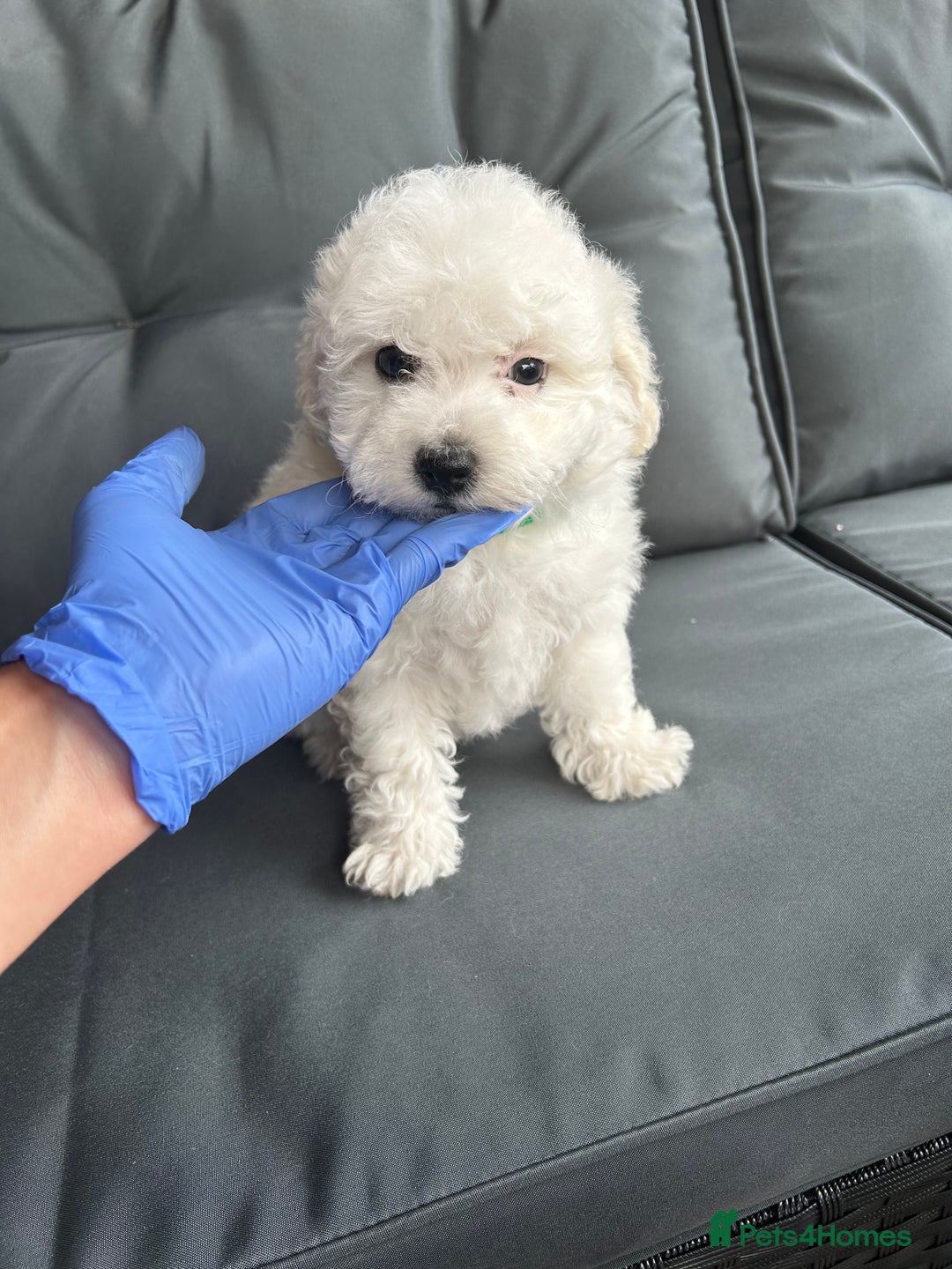 Bichon Frise dogs for sale: Bichon Frise Puppies  - Image 33