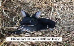 Rex rabbits for sale: Beautiful Purebred Velvet Mini Rex babies  - Image 16